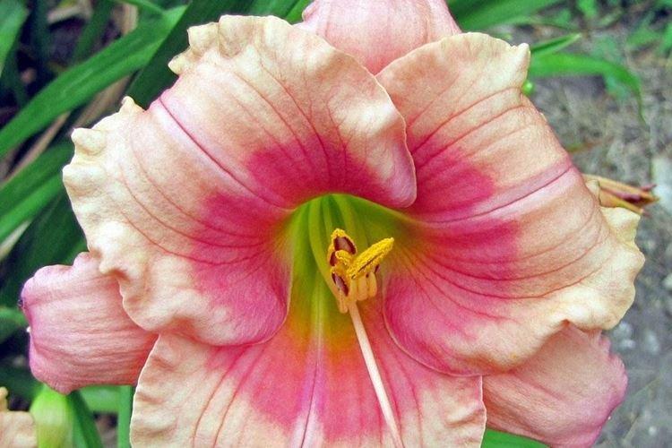 Janice Brown - Types et variétés d'hémérocalles