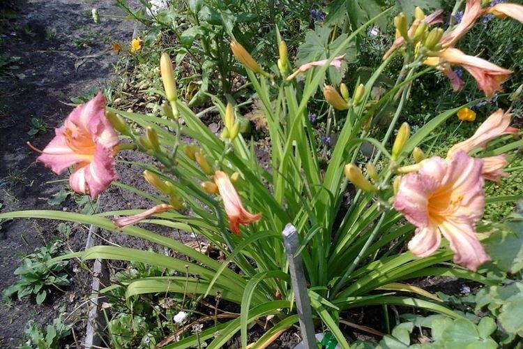 Fête des enfants - Types et variétés d'hémérocalles