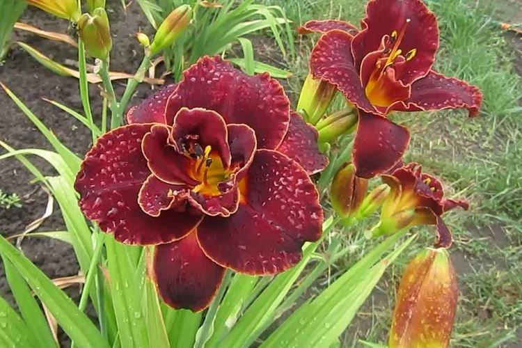 Ambres nocturnes - Types et variétés d'hémérocalles