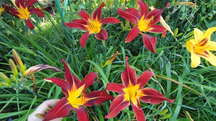 Crimson Pirate - Types et variétés d'hémérocalles