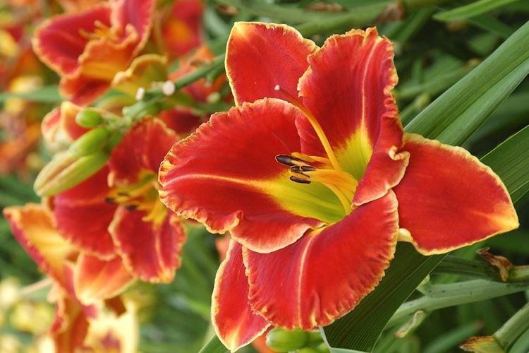 Feu et brouillard - Types et variétés d'hémérocalles