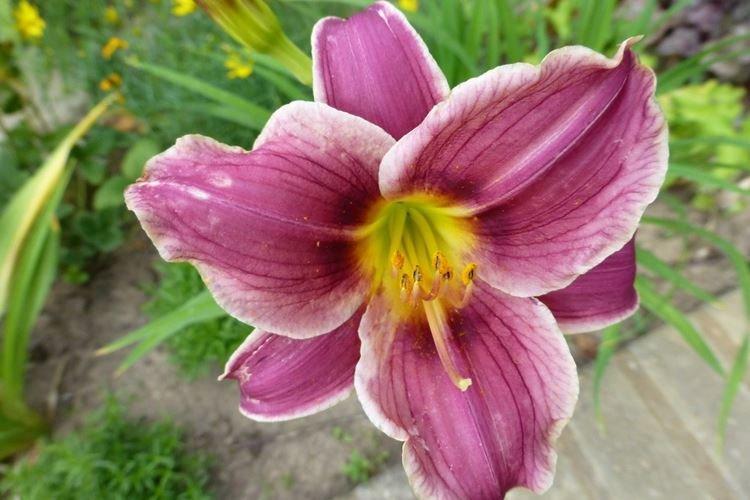 Little Missy - Types et variétés d'hémérocalles