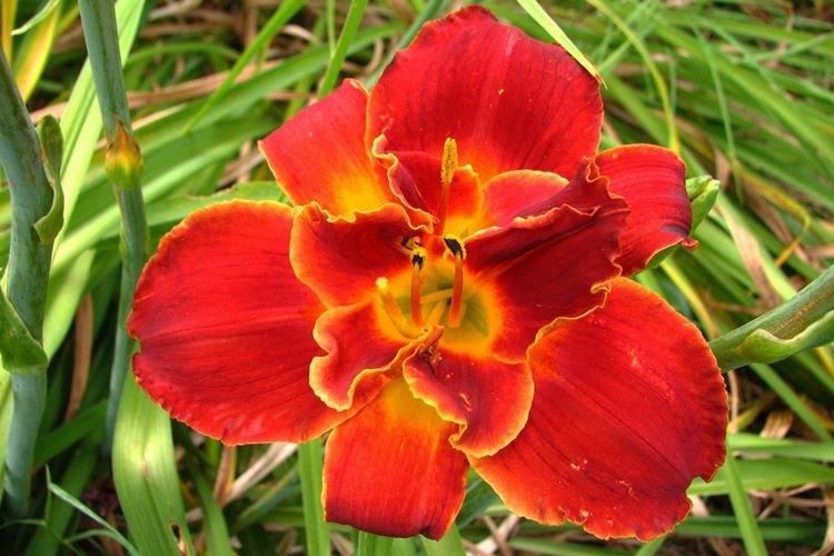 Highland Lord - Types et variétés d'hémérocalles