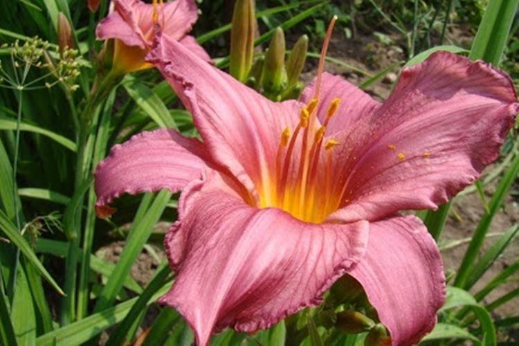 Halls Pink - Types et variétés d'hémérocalles