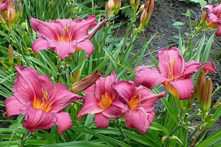 Vigne d'été - Types et variétés d'hémérocalles