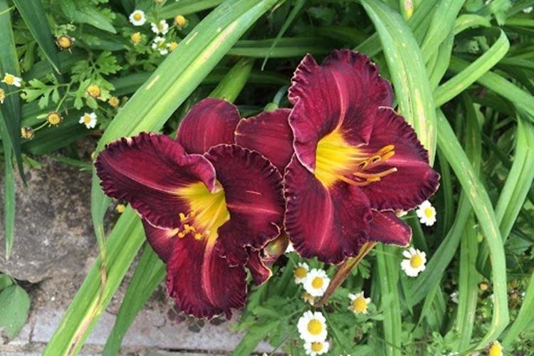 Bas noirs - Types et variétés d'hémérocalles