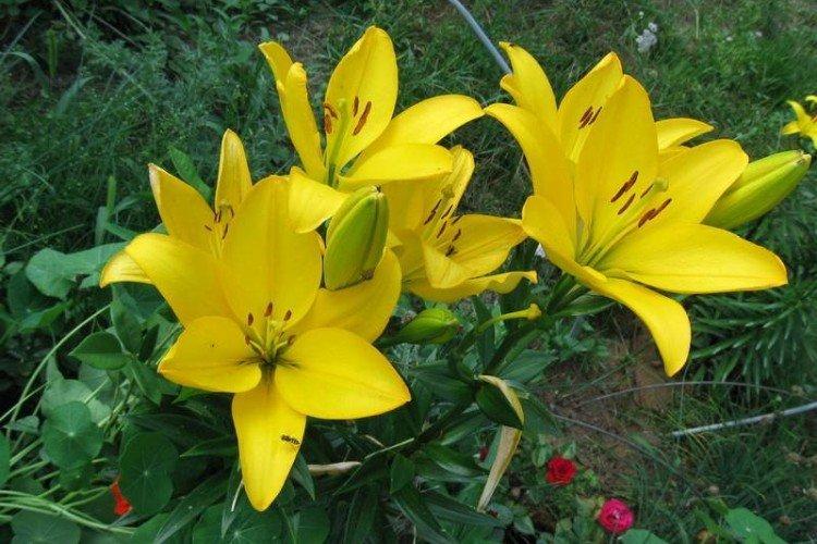 Nove Cento - Types et variétés de lys