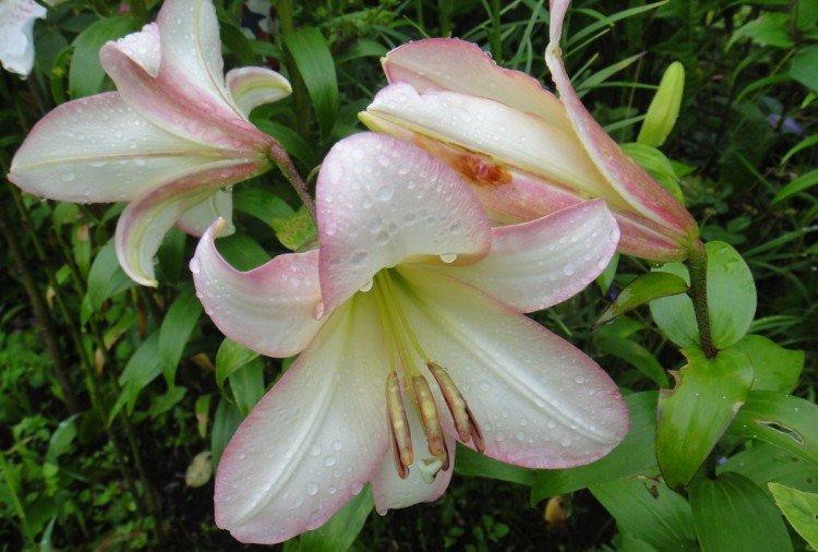 Boogie Woogie - Types et variétés de lys