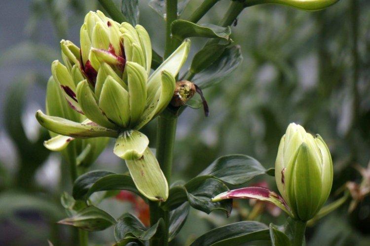 Mystery Dream - Types et variétés de lys