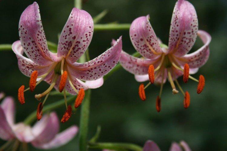 Ardoise Matin - Types et variétés de lys