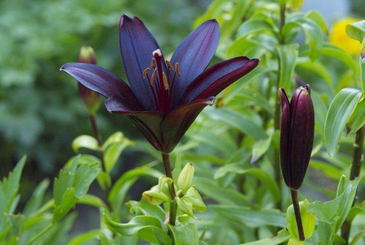 Black Charm - Types et variétés de lys