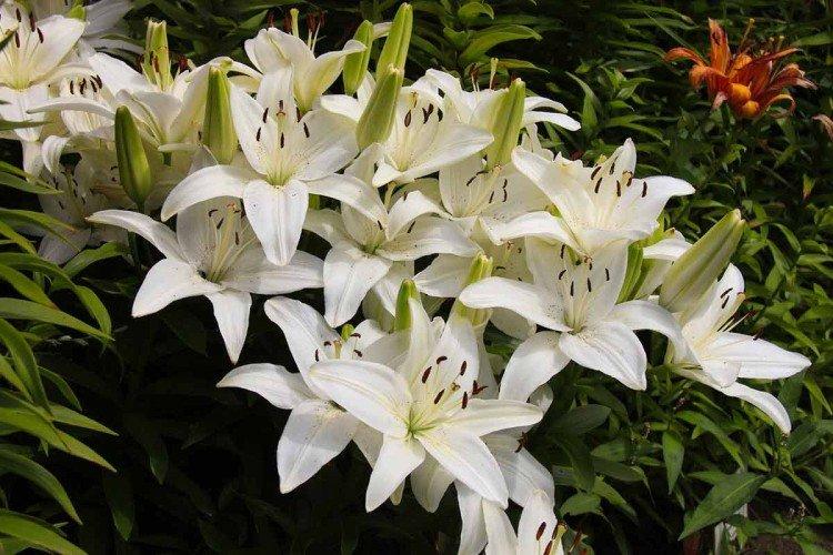 Apollo - Types et variétés de lys