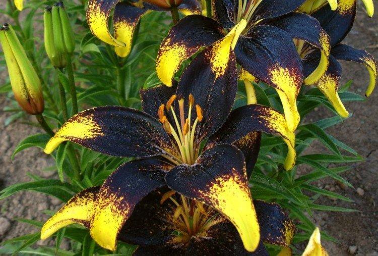 Lionheart - Types et variétés de lys