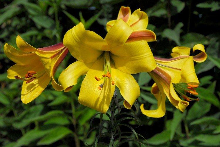 Golden Splendor - Types et variétés de lys