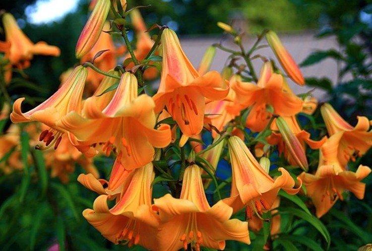 African Queen - Types et variétés de lys