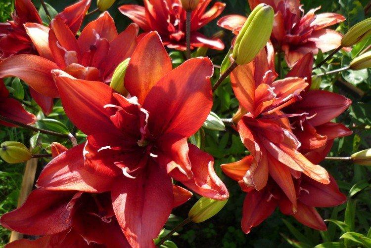Red Twin - Types et variétés de lys