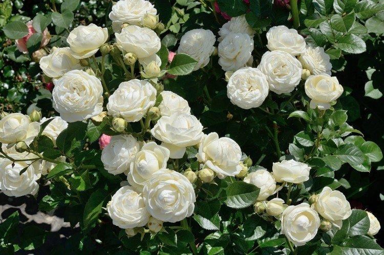 Artemis - Types et variétés de roses de parc