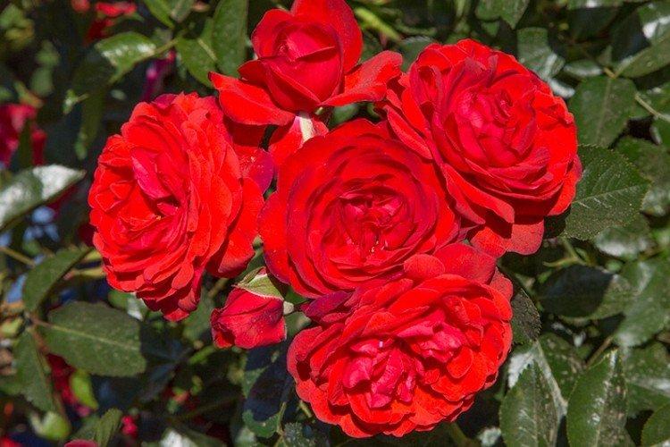 Scarlet - Types et variétés de rosiers couvre-sol