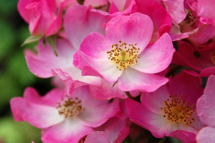 Ballerine - Types et variétés de rosiers couvre-sol