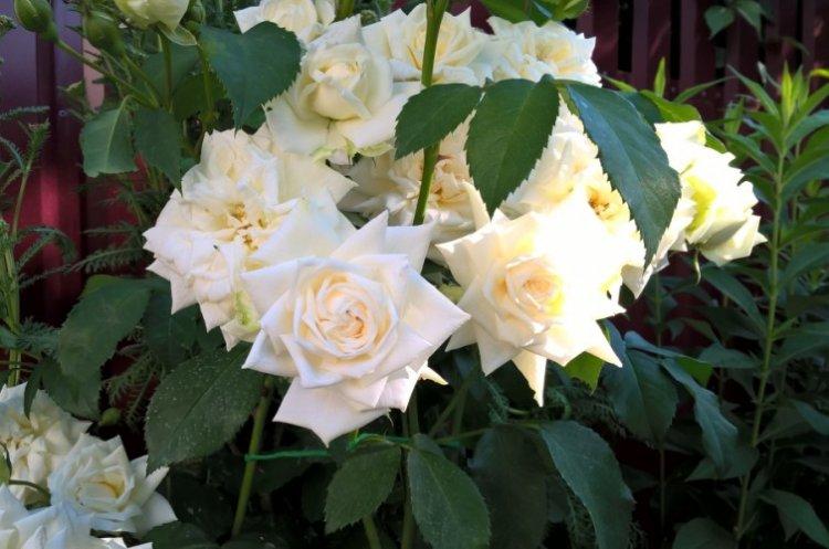 Ilse Krohn Superior - Types et variétés de rosiers grimpants