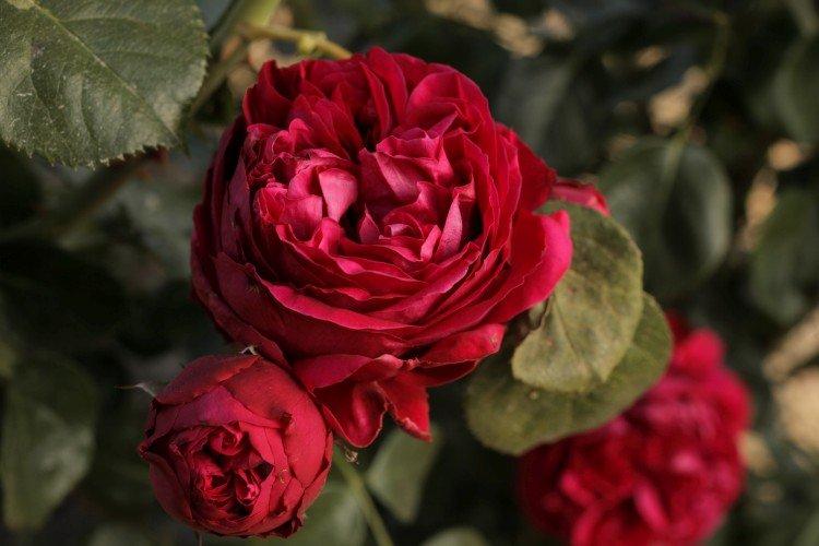 Eric Taberly - Types et variétés de roses remontantes