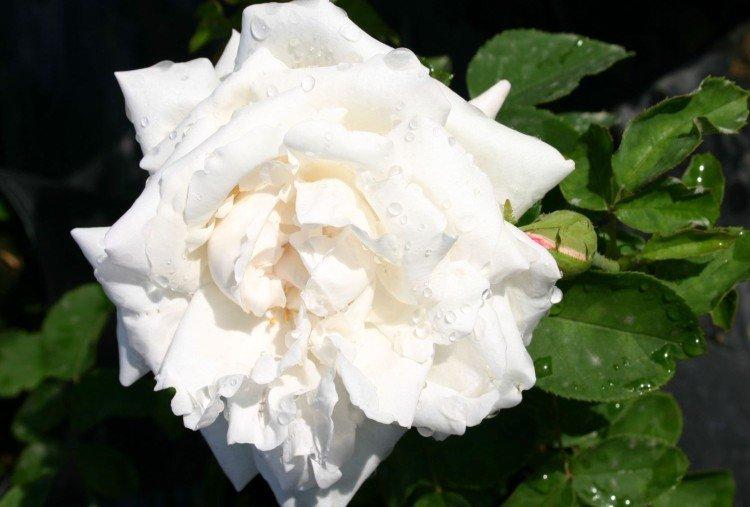 Frau Karl Drushki - Types et variétés de roses remontantes