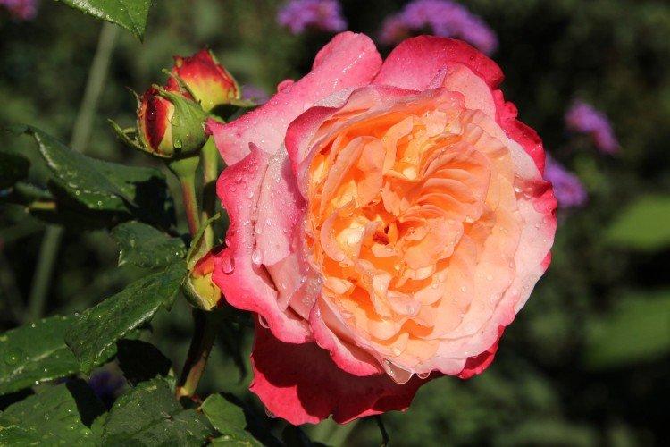 Augusta Louise - Types et variétés de roses de thé hybrides