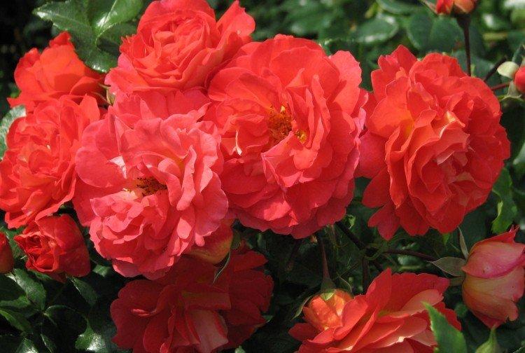 Frères Grimm - Types et variétés de roses floribunda