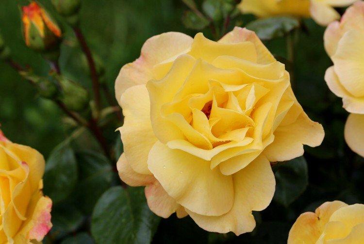 Arthur Bell - Types et variétés de roses floribunda
