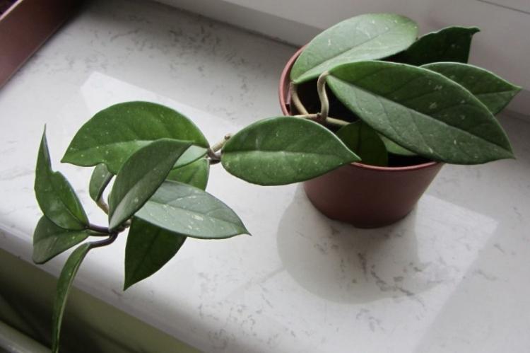 Hoya - Types de plantes grimpantes d'intérieur
