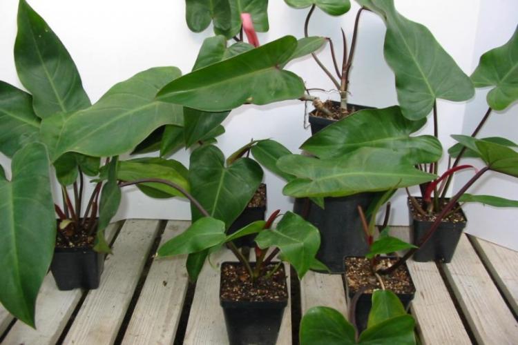 Philodendron - Types de plantes d'intérieur grimpantes