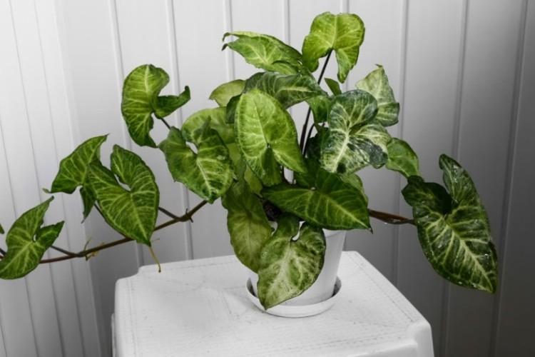 Syngonium - Types de plantes grimpantes d'intérieur