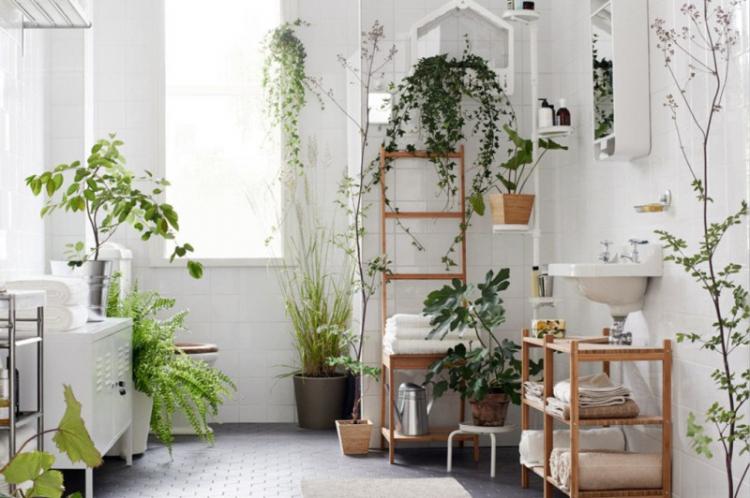 Température - Prendre soin des plantes d'intérieur grimpantes