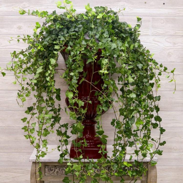 Taille - Entretien des plantes d'intérieur grimpantes