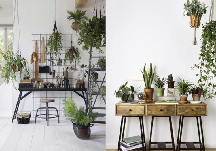 Plantation et reproduction - Plantes grimpantes d'intérieur