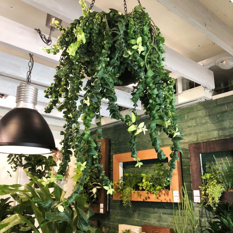 Maladies et ravageurs - Plantes d'intérieur grimpantes