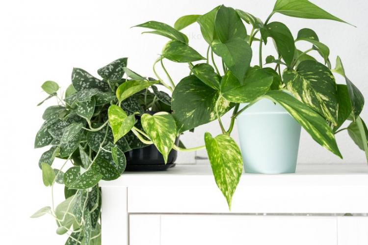 Plantes d'intérieur grimpantes - photo