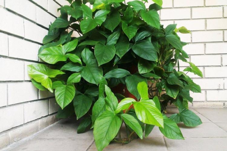 Plantes d'intérieur grimpantes - photo