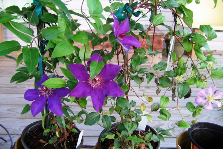 Plantes d'intérieur grimpantes - photo