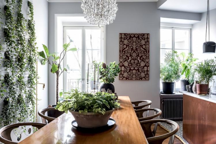 Plantes d'intérieur grimpantes - photo