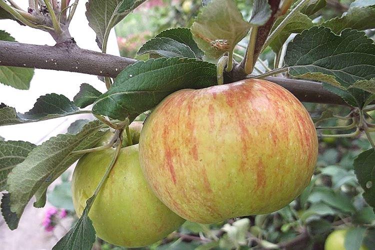 Description et caractéristiques de la variété - Yablonya Candy