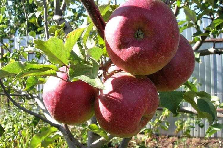 Eclairage - Soin des pommiers Candy