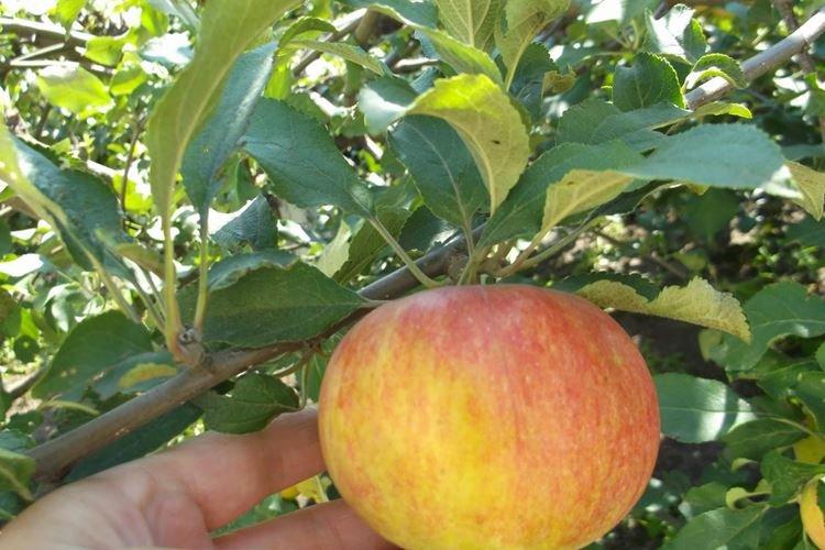 Taille - Entretien du pommier Lungaria