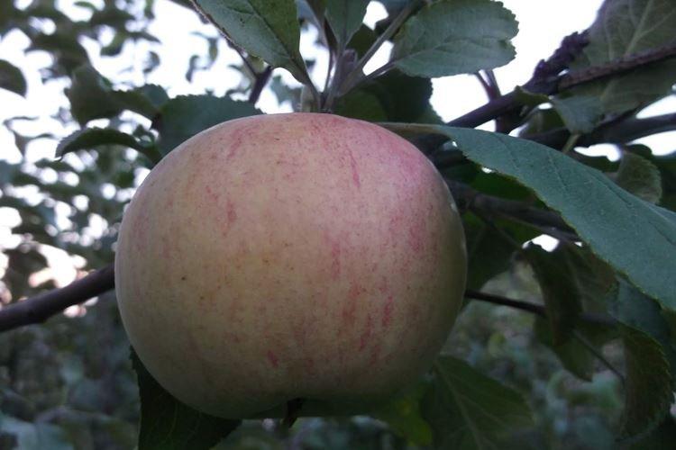 Hivernage - Entretien du pommier Medunitsa