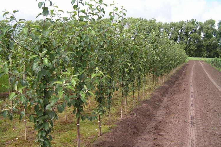 Planter un pommier Medunitsa