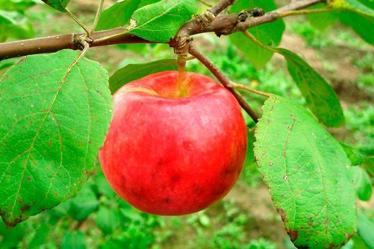 Eclairage - Entretien du pommier Melba