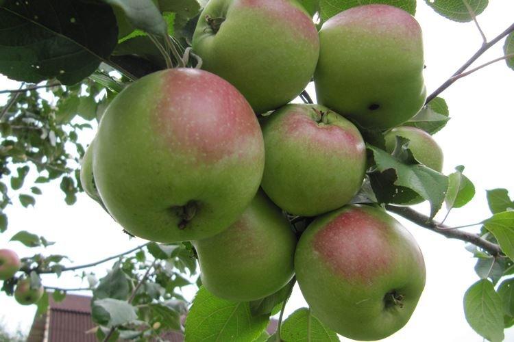 Hivernage - Entretien du pommier Melba