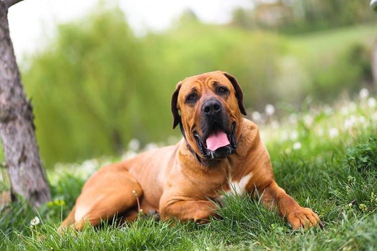 Tosa Inu - Races de chiens japonais