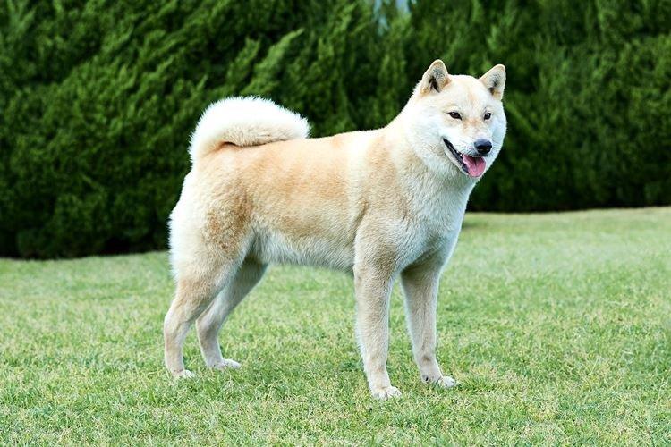 Hokkaido - Races de chiens japonais