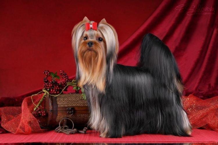 Soins - Yorkshire Terrier